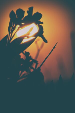 Silhouette of oleander at sunset in backlightの写真素材