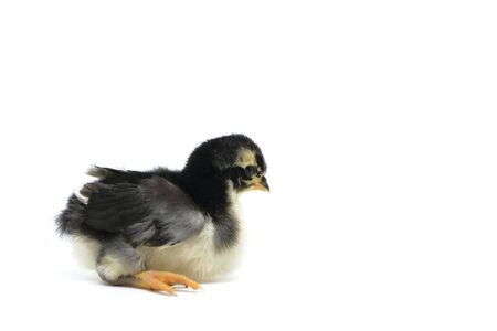 Black and white chick on a white backgroundの写真素材