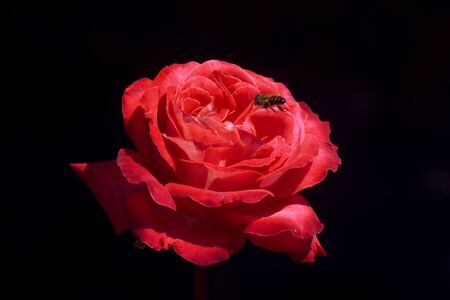 hybrid pink tea on a black backgroundの写真素材