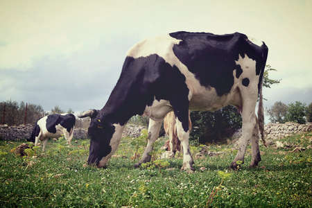 Grazing dairy cows. Friesian cow in the foreground grazing.の写真素材