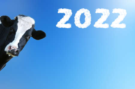 Merry Christmas and Happy New Year with cow, farm.