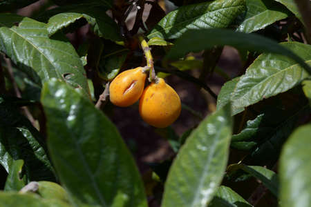 Medlar of Japan.Japanese medlar shrub with ripe fruit.