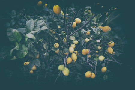 Lemons hanging on the tree branchの写真素材