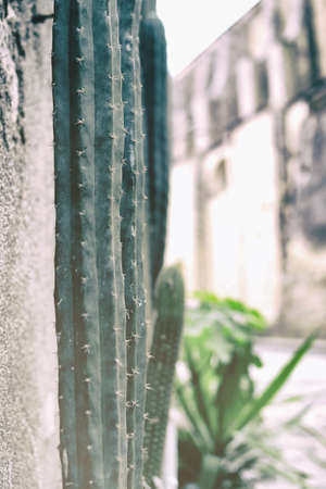 san pedro cactus, Succulent plantの写真素材