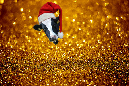 Cow Santa Claus. Cow wearing red and white santa claus hat on his head peeking out of an abstract background with gold glitter and bokeh.の写真素材