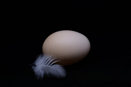 An egg and a fluffy feather isolated on a black backgroundの素材 [FY310194031581]