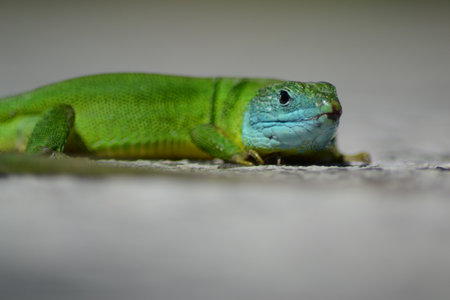 Male green lizard with blue headの写真素材