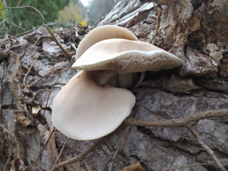 Mushroom growing on a tree trunk in the autumn forest.の写真素材