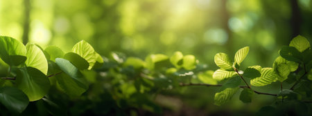 Green Leaves in the Foreground on a Natural Background with Delicate Bokeh Effects. Detail of Green Leaves on a Natural Background with Suggestive Bokeh Reflections.の素材
