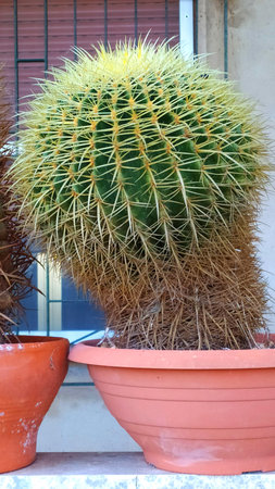 Cactuses in a pot on the terrace of the houseの写真素材