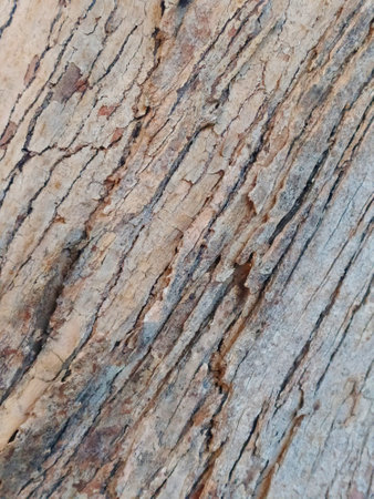 Rustic tree bark surface with intricate patterns, light gray and brown tones for natural backgrounds.の写真素材