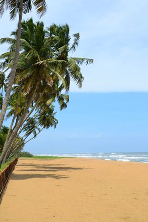 Tropical view in Sri Lankaの写真素材