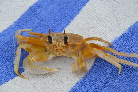 Ocean crabの写真素材