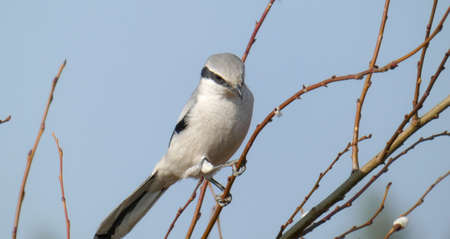 Lanius excubitor, gray shrikeの写真素材