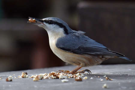 Lunch in winter for a bird, Eurasian nuthatchの写真素材