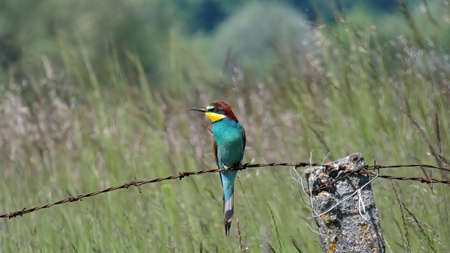 Decoration of fields and meadows and river cliffs, beautiful-colorful, European bee-eaterの写真素材