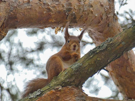 The red squirrel watches closely, squatting on the branches of an old pine treeの写真素材
