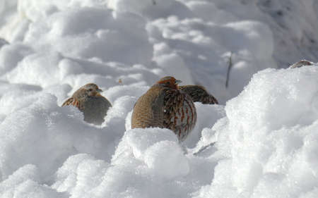 Gray partridge everyday life in winter. The eternal search for food. Hard time with lots of snowの写真素材