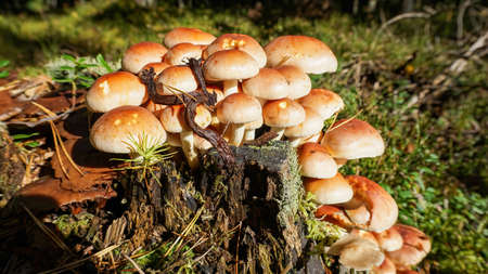 Mushrooms, forest and silence. Forest stump invadersの写真素材