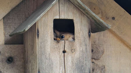 Bird house, but a squirrel settledの写真素材