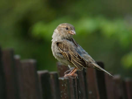 House sparrow, old fence, homesteadの写真素材
