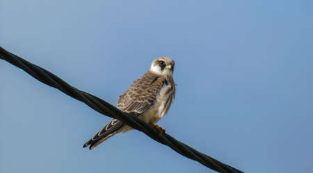 Bird migration time, autumn, Red-footed falconの写真素材