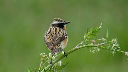 The whinchat, in summer colors, backgroundの写真素材