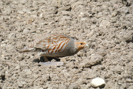 The partridge and its slow movement. A bird in a plowed field. Next to the stone