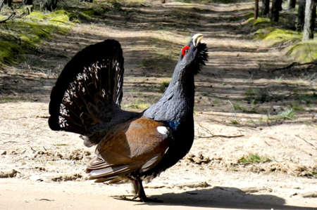 Tetrao urogallus-valiant, the western capercaillieの写真素材