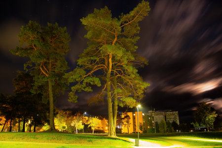 A night in the city, near old pine trees, surrounded by a park.の写真素材