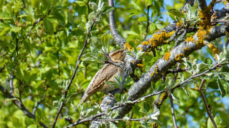 The Eurasian wryneck. Mating season, it sits in an apple tree.の写真素材
