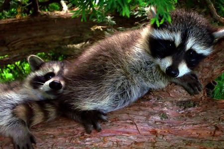 baby raccoons on the branchの写真素材