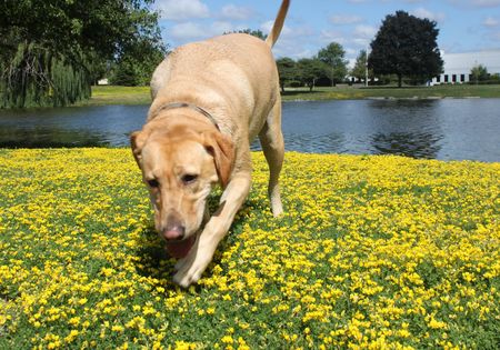 dog walking on yellow flowers over the lakeの写真素材