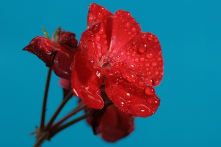 red flower eith water drops on blue backgroundの写真素材