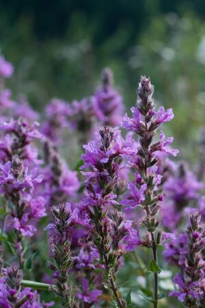 purple flowers in a green fieldの写真素材
