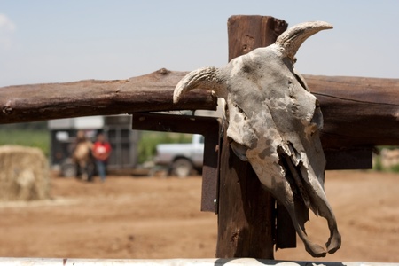 cow skull on a wood ranch fenseの写真素材