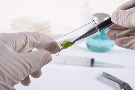 laboratory cloning experiment on plantsの写真素材