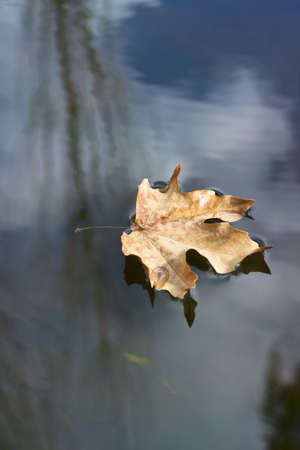 single floating brown leaf closeup with sky reflection in the waterの写真素材