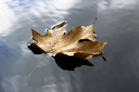 single floating brown leaf closeup with sky reflection in the waterの写真素材