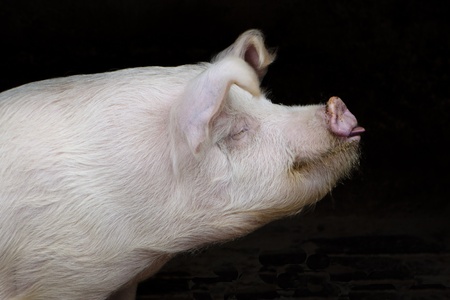 white harry pig sideview on black backgroundの写真素材