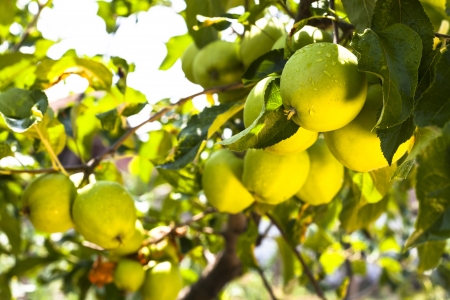 Rain drops on green apples on a apple tree branchの写真素材