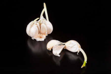Garlic  isolated on black backgroundの写真素材