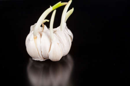 Single garlic with green leafs on black with reflectionの写真素材