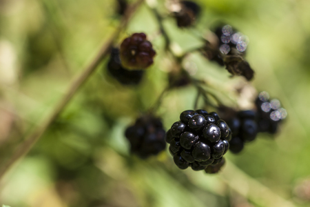 Wild Blackberry macro closeup with vibrant backgroundの写真素材