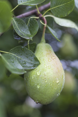 single green wet pear after the rainの写真素材