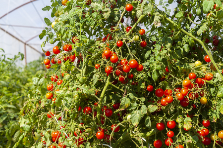 Red Cherri Tomatoes on a Tomato Plant in a Plantationの写真素材