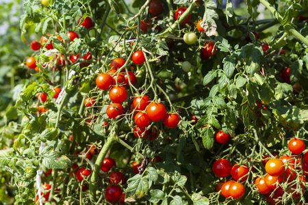 Raw Red Cherry Tomato on a Branch of The Tomato Plantの写真素材
