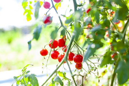 Sweet Red Cherry Tomatoes on a Branch with green Leaves and Bright Backgroundの写真素材