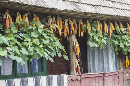 Hanged dry colorful cornの写真素材