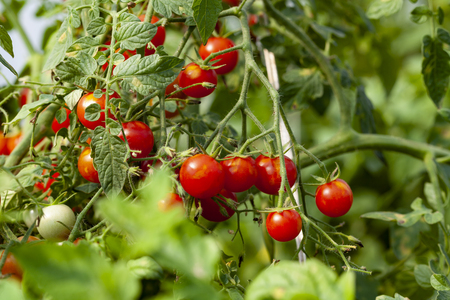 Red Cherry Tomatoes with Green Leaves in Organic Farmの写真素材